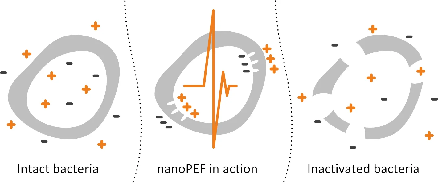 Electroporation nanoPEF